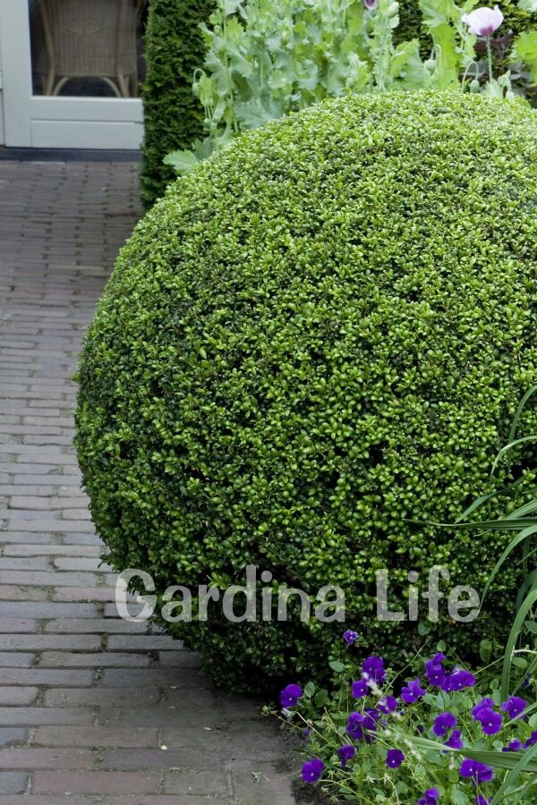 Yeşil Çoban Püskülü Fidanı ( Ilex Crenata Convexa ) - 7