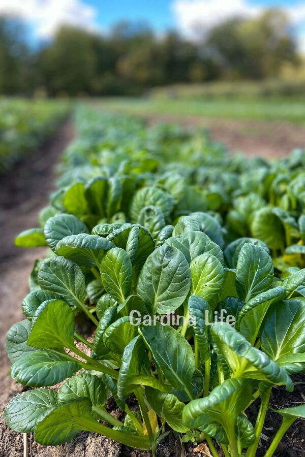 Yeşil Tatsoi Fidesi 10 Adet - Gardina