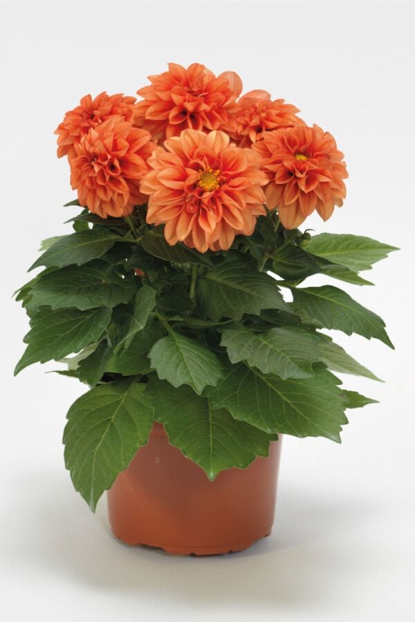 Yıldız Çiçeği Fidesi Dahlia 1 Adet Power Orange - 