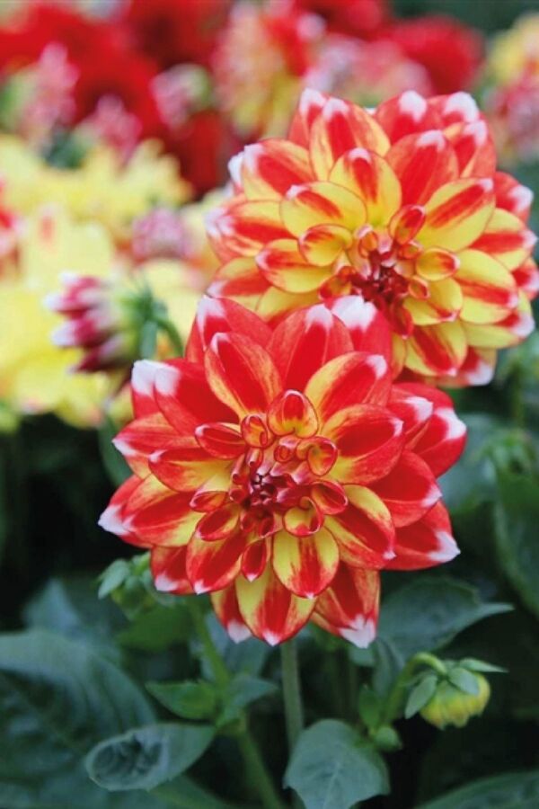 Yıldız Çiçeği Fidesi Dahlia 1 Adet Power Tricolor - 