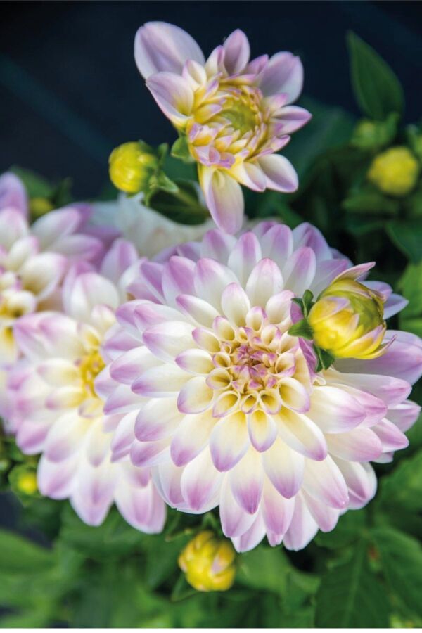 Yıldız Çiçeği Fidesi Dahlia 1 Adet Power White Lilac Frost - 