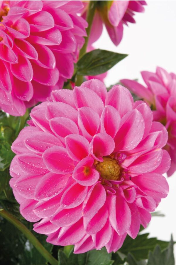 Yıldız Çiçeği Fidesi Dahlia 1 Adet Rose - 