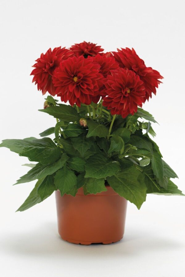 Yıldız Çiçeği Fidesi Dahlia 1 Adet Scarlet - 