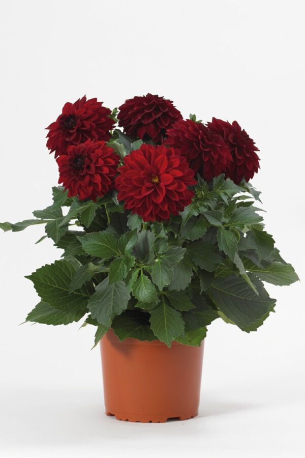 Yıldız Çiçeği Fidesi Dahlia Power Red 1 Adet - 