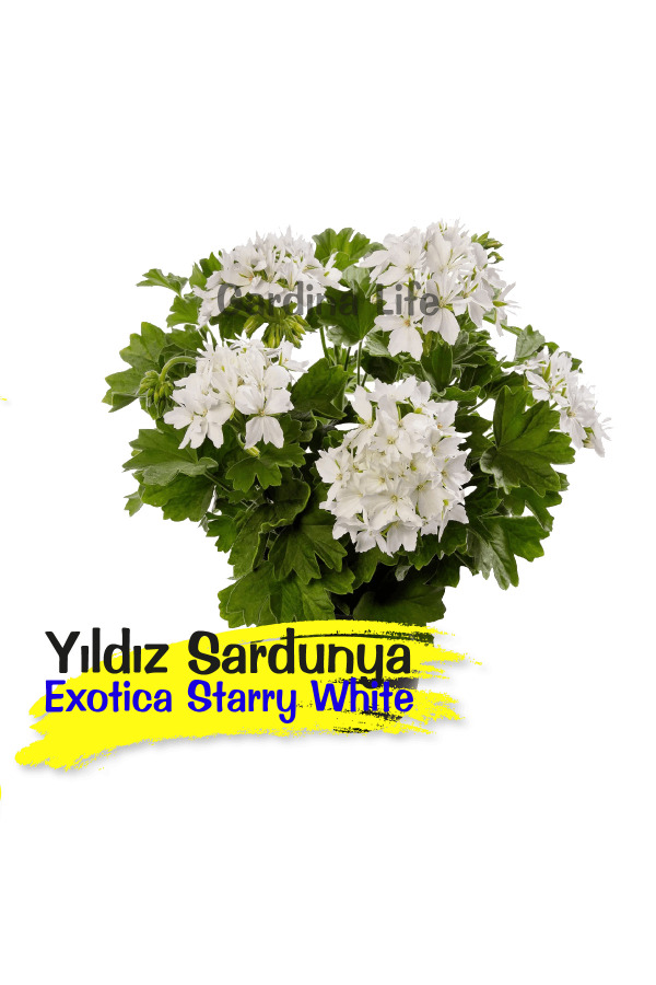 Yıldız Çiçekli Sardunya Fidesi Pure White 1 Adet ( Özel Tür ) - Gardina