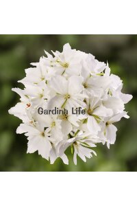 Yıldız Çiçekli Sardunya Fidesi Pure White - 3