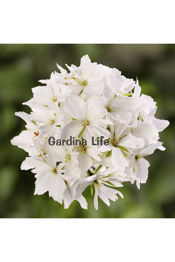 Yıldız Çiçekli Sardunya Fidesi Pure White - 3