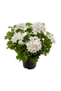 Yıldız Çiçekli Sardunya Fidesi Pure White - 4