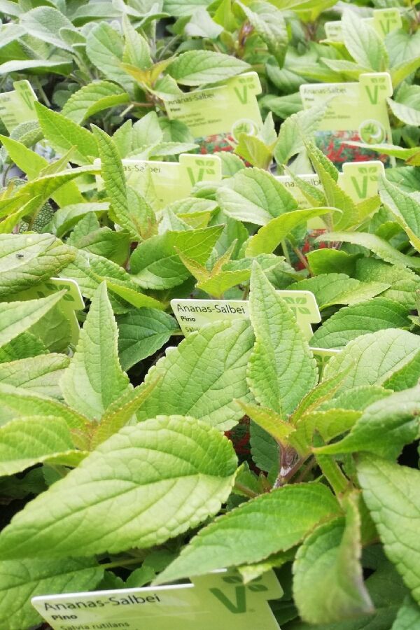 Yoğun Ananas Kokulu Adaçayı Fidesi ( Salvia Rutilans ) Pino 1 Adet