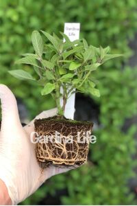 Yoğun Ananas Kokulu Adaçayı Fidesi ( Salvia Rutilans ) Pino 1 Adet - 2