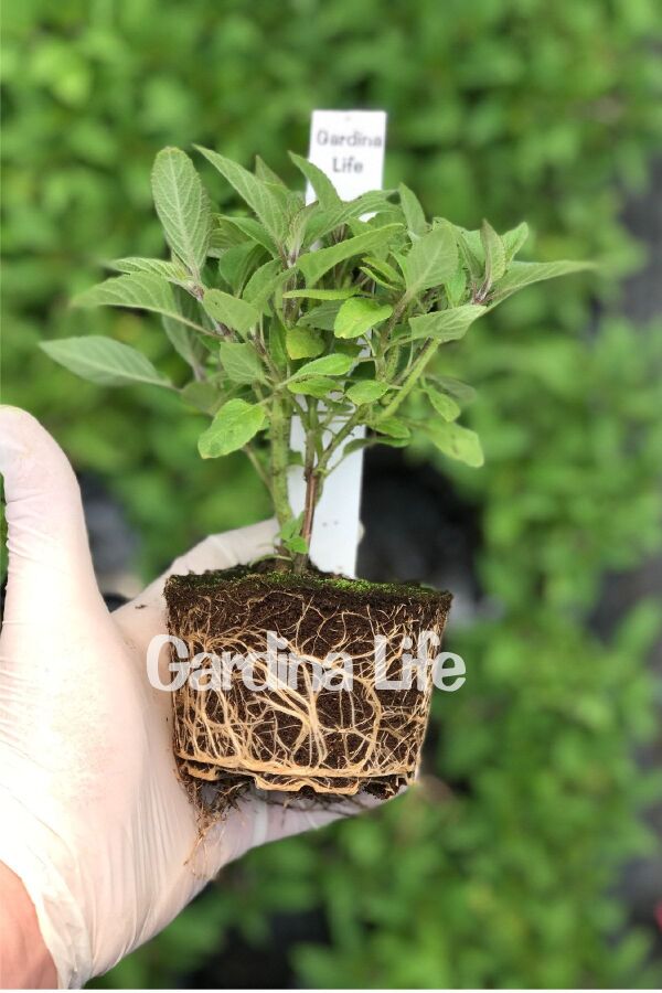 Yoğun Ananas Kokulu Adaçayı Fidesi ( Salvia Rutilans ) Pino 1 Adet - 2