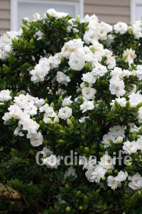 Yoğun  Gardenia Fidanı ( Gardenia Jasminoides ) - 6