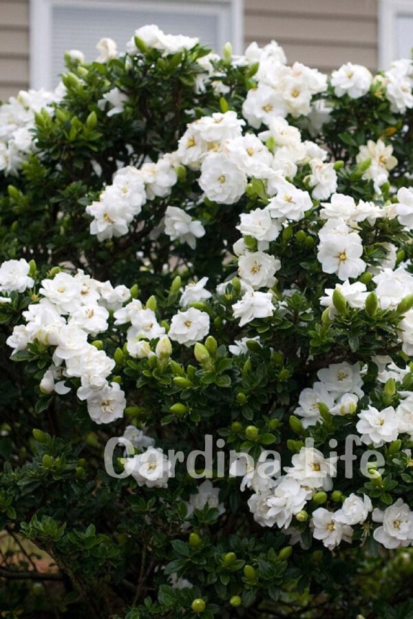Yoğun  Gardenia Fidanı ( Gardenia Jasminoides ) - 6
