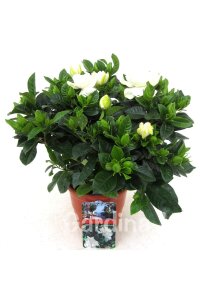 Yoğun  Gardenia Fidanı ( Gardenia Jasminoides ) - 1
