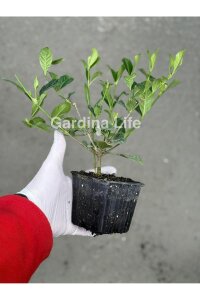Yoğun  Gardenia Fidanı ( Gardenia Jasminoides ) - 2
