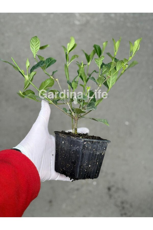 Yoğun  Gardenia Fidanı ( Gardenia Jasminoides ) - 2