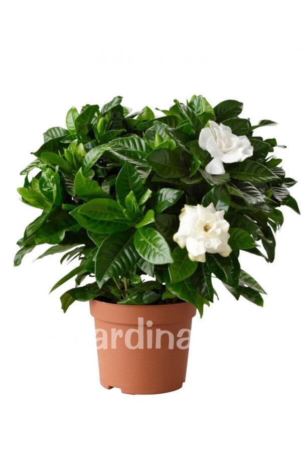 Yoğun  Gardenia Fidanı ( Gardenia Jasminoides ) - 3