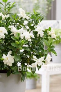Yoğun  Gardenia Fidanı ( Gardenia Jasminoides ) - 4