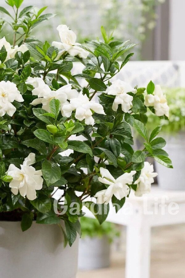 Yoğun  Gardenia Fidanı ( Gardenia Jasminoides ) - 4