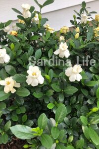 Yoğun  Gardenia Fidanı ( Gardenia Jasminoides ) - 5