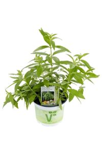 Yoğun Kokulu Limon Otu Fidesi ( Lippia Citriodora ) Freshman 1 Adet - 1