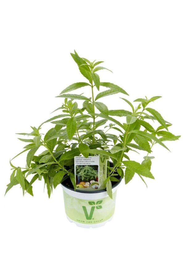 Yoğun Kokulu Limon Otu Fidesi ( Lippia Citriodora ) Freshman 1 Adet