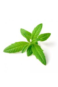 Yoğun Kokulu Limon Otu Fidesi ( Lippia Citriodora ) Freshman 1 Adet - 2