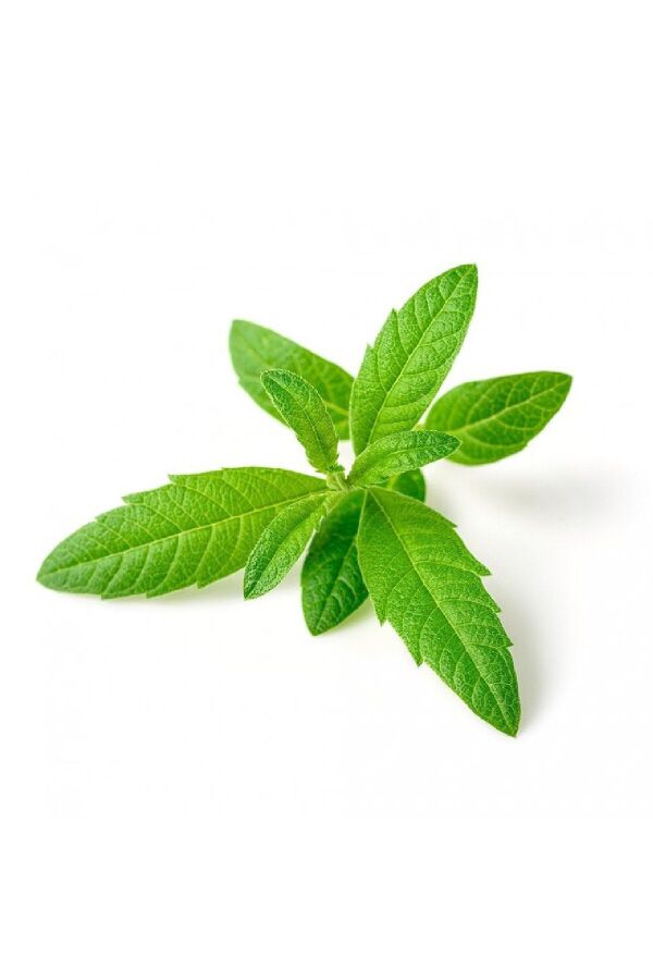 Yoğun Kokulu Limon Otu Fidesi ( Lippia Citriodora ) Freshman 1 Adet - 2