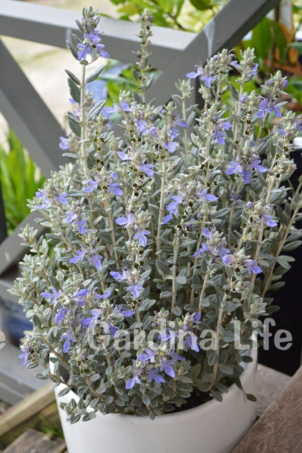 Zeytin Çalısı Fidanı ( Teucrium Fruticans ) - 