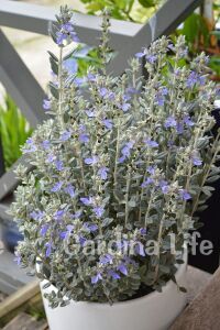 Zeytin Çalısı Fidanı ( Teucrium Fruticans ) - 1