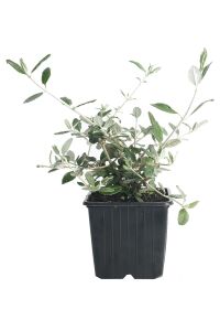 Zeytin Çalısı Fidanı ( Teucrium Fruticans ) - 2