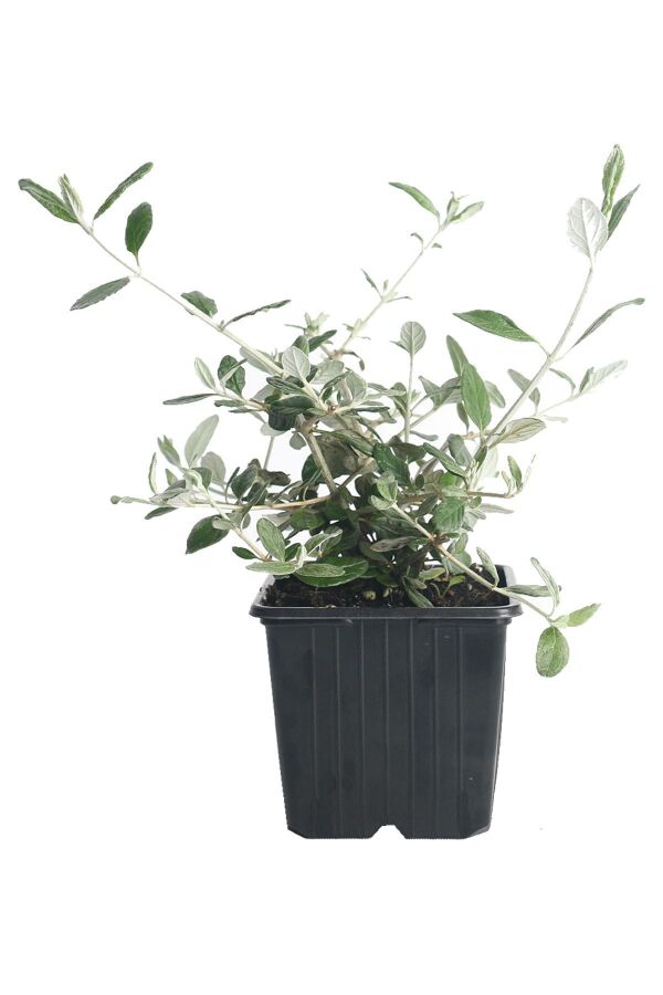 Zeytin Çalısı Fidanı ( Teucrium Fruticans ) - 2