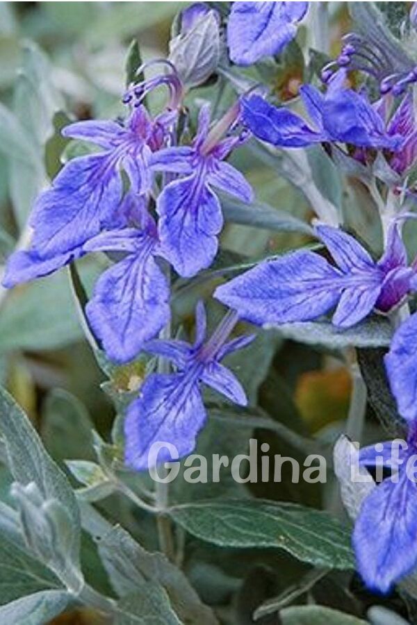 Zeytin Çalısı Fidanı ( Teucrium Fruticans ) - 3
