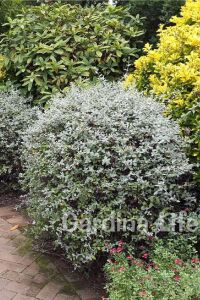Zeytin Çalısı Fidanı ( Teucrium Fruticans ) - 4