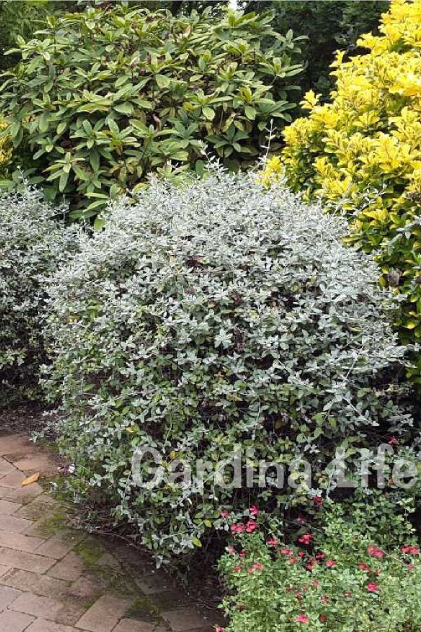 Zeytin Çalısı Fidanı ( Teucrium Fruticans ) - 4