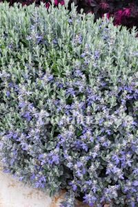 Zeytin Çalısı Fidanı ( Teucrium Fruticans ) - 5