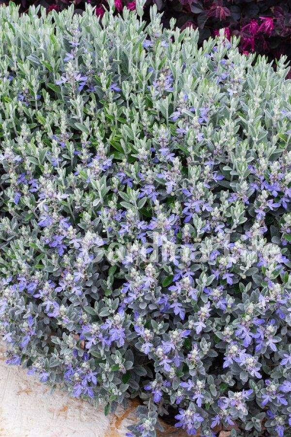 Zeytin Çalısı Fidanı ( Teucrium Fruticans ) - 5